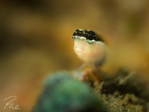 Blenny- Bokeh by Philippe Eggert 